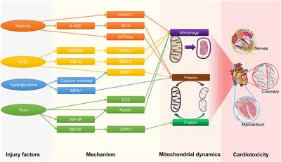 Advances in Cardiotoxicity Induced by Altered Mitochondrial Dynamics and Mitophagy